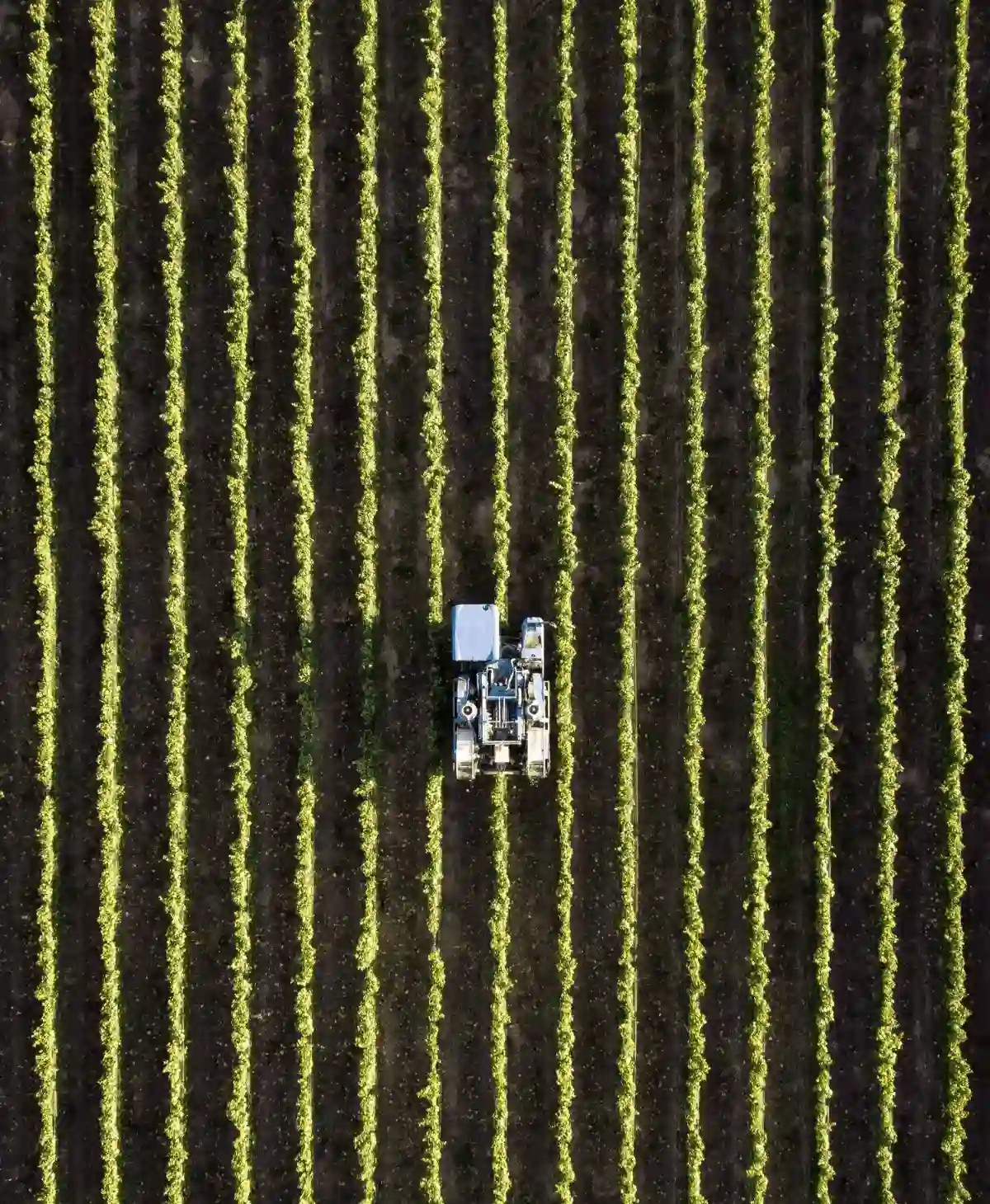 Tractor harvesting a field